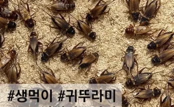 갑성비아이템 베스트8 귀뚜라미 제대로분석